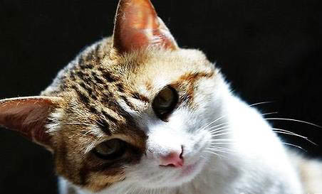 簡州貓與貍花貓區別