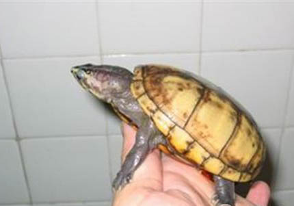 果核泥龜好養嗎