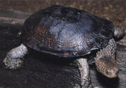 蛇頸龜多大才可以深水養(yǎng)