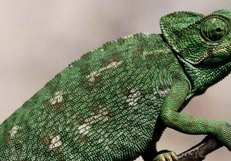 中國(guó)可以養(yǎng)高冠變色龍嗎