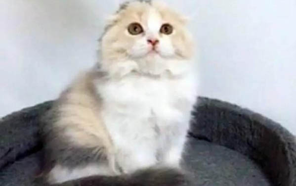 益生菌吃多了貓咪