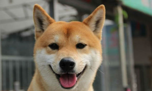 日本柴犬有狂犬病毒能活多久