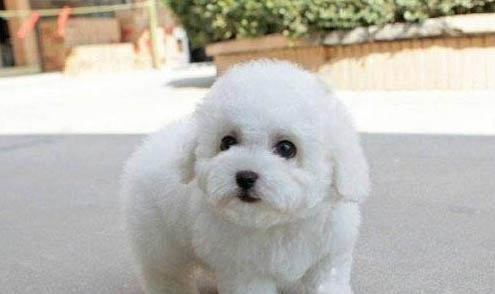 德文卷毛貓價格多少錢一只