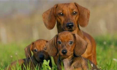 迷你臘腸犬能長多大