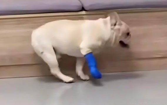 導致狗狗眼屎增多的原因有哪些