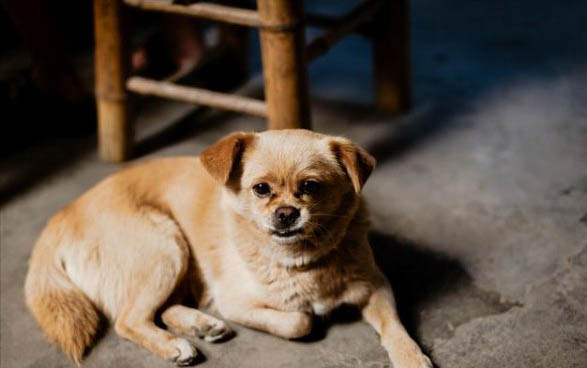 狗狗死之前為什么哀嚎
