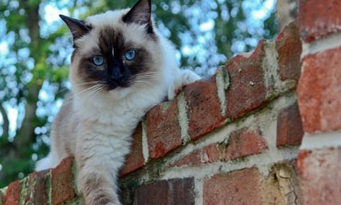 老年貓糧哪個牌子好