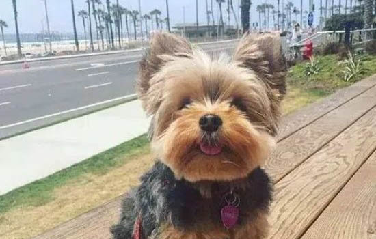 約克夏兇主人的原因及處理方法