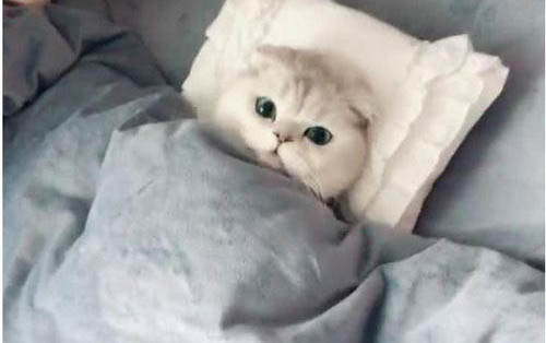 如何防止貓砂帶出來