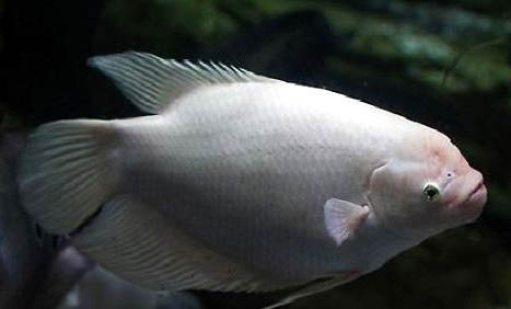 招財(cái)魚(yú)身上出現(xiàn)紅斑怎么治