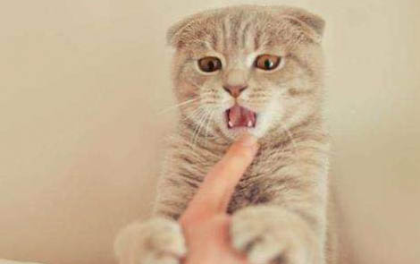 小貓從出生到發育成熟需要多久?