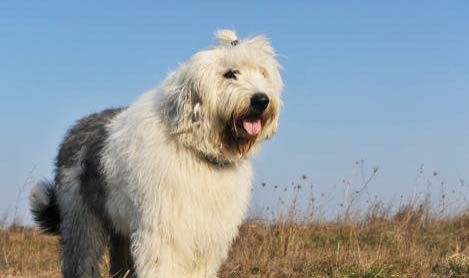 哪里有賣邊境牧羊犬