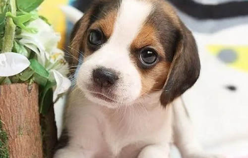 怎么判斷幼犬兩三個月