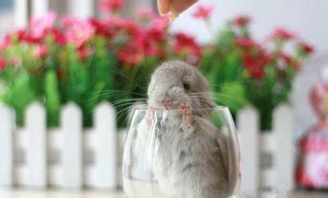 龍貓可以吃蘋果嗎