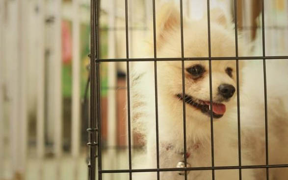泰迪感冒了不想吃狗糧喝水