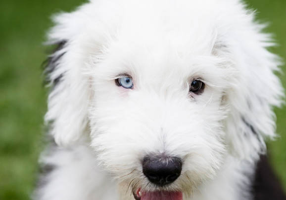 蘇格蘭牧羊犬吐白色粘稠液體是什么原因