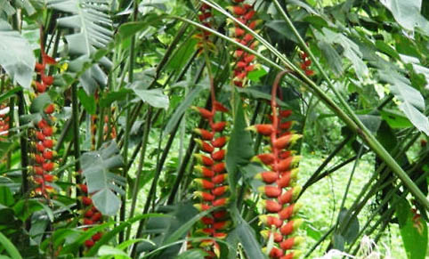 火鳥慈鯛好養嗎