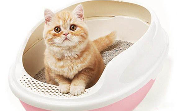 如何防止貓狗偷吃貓糧