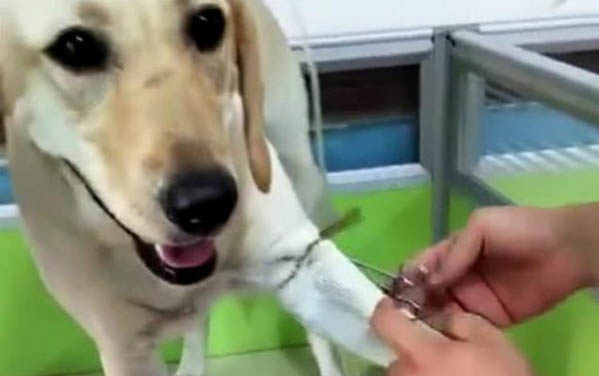 狗狗的日常用品有哪些