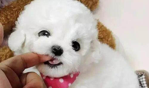博美犬和泰迪哪個好