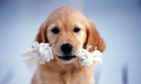 狗狗總是搖頭甩耳朵的原因及處理方法