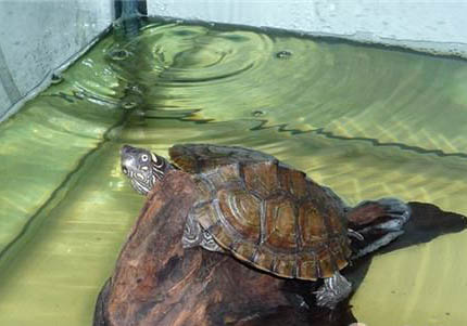 蒙面地圖龜的品種簡介