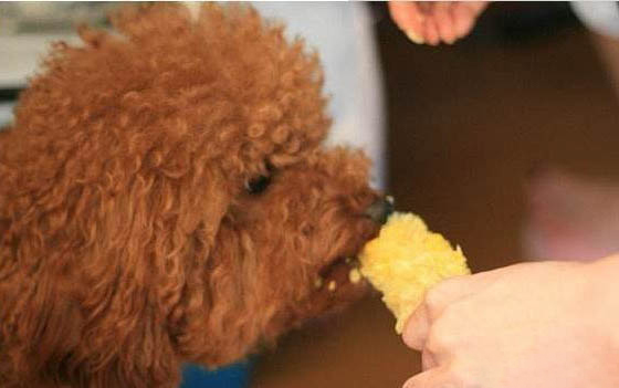 如何馴養小型泰迪狗犬狗糧呢