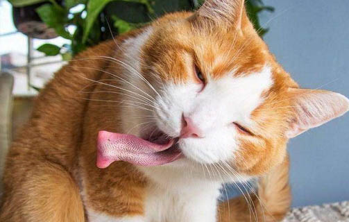 請問貓咪嘔吐的原因及處理方法？