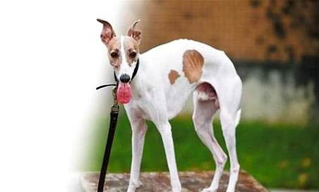 惠比特如何訓(xùn)練