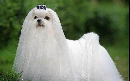 中型犬一天吃多少狗糧