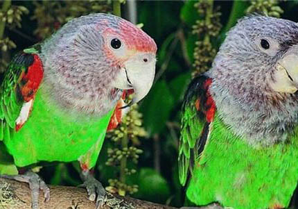 鸚鵡和八哥的區別