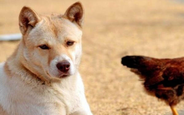 為什么我家狗狗不吃飯了