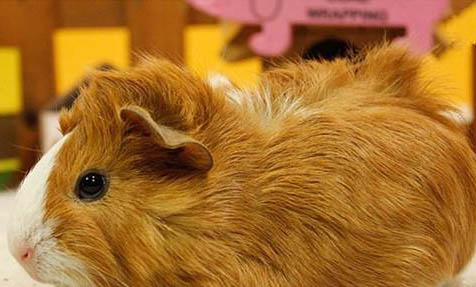 天竺鼠的生活環境