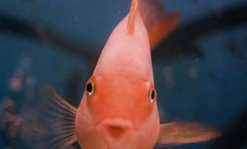 海水觀賞魚對水質(zhì)有哪些要求