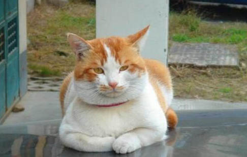 斯可可貓掉毛嗎