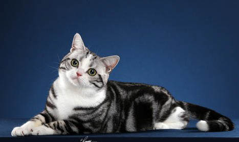 美國短毛貓的性格特征