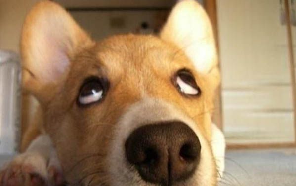 狗狗為什么總是撓身上