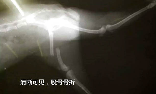 狗狗中耳炎前期癥狀有哪些癥狀