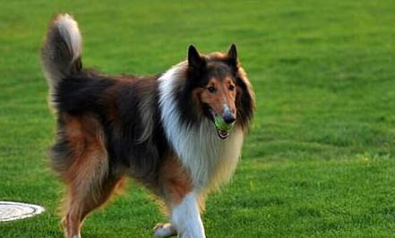 瑞士牧羊犬禁養嗎