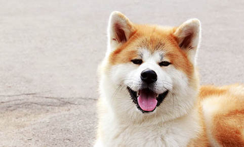 秋田犬價格一般多少錢