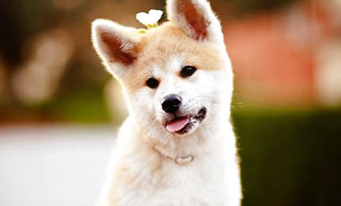 百草霜能治好狗狗細小病毒嗎