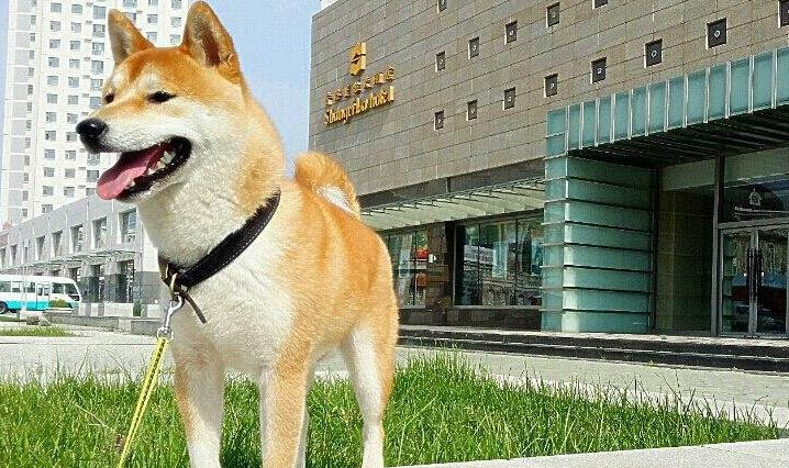 狗狗怎么裁耳