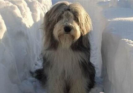 德國牧羊犬打獵怎么樣？