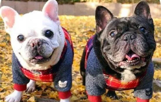 法國斗牛犬一只耳朵立不起來什么原因