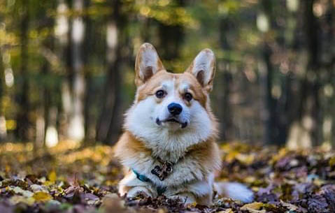 柯基犬可以每天吃一個蛋黃嗎