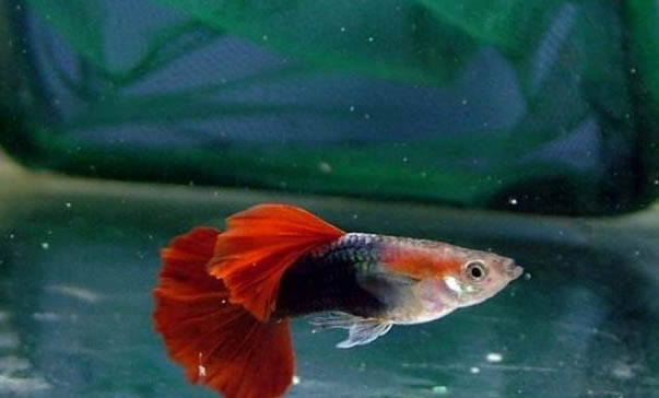 孔雀魚的繁殖和產后管理需要注意什么