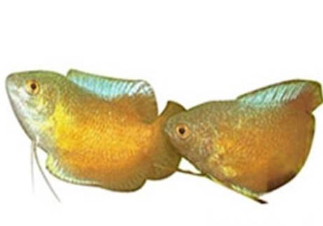 為什么龍魚三條不打架