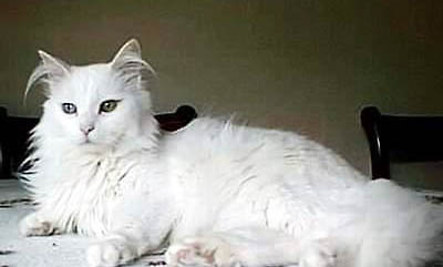 蒂凡尼貓尿結石的原因及處理方法