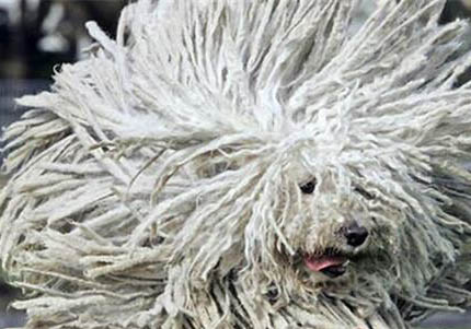 波利犬眼睛有眼屎的原因及處理方法