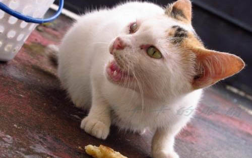小貓多大可以離開母貓